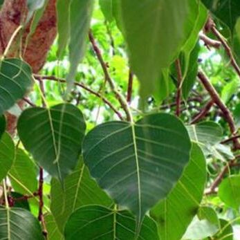 जानिये, शनिवार को पीपल पर क्यों चढ़ाते हैं कच्‍चा दूध...