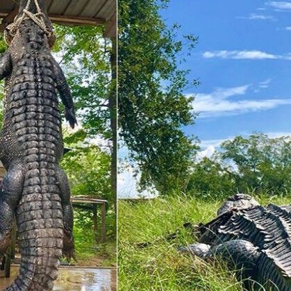 बूढी दादी ने 263 किलो के मगरमच्छ को मार गिराया, फिर की उसकी पार्टी