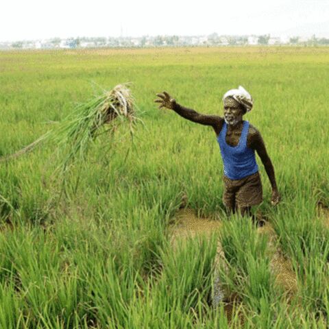 किसानों के लिए अच्छी खबर नहीं: मानसून आने में देर हो सकती किसानों के लिए अच्छी खबर नहीं: मानसून आने में देर हो सकती