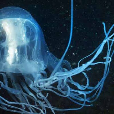 कभी नहीं मर सकता है ये अजीबोगरीब जीव, खासियत जानकर होश उड़ जाएंगे