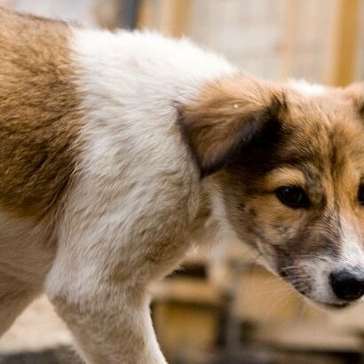 मध्यप्रदेश: कुत्ते के नाम पर सालभर में लिया 60 किलो राशन, आधार कार्ड ने खोला राज