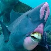 ब्लू प्लेनेट-2 : समुद्र में जीवों के संघर्ष को दर्शाएगी ये फिल्म, भारत में हुई रिलीज़