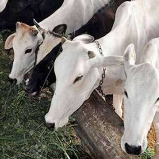 मध्य प्रदेश में लोग सरकारी जमीन पर गौशाला खोल सकते: कमलनाथ मध्य प्रदेश में लोग सरकारी जमीन पर गौशाला खोल सकते: कमलनाथ