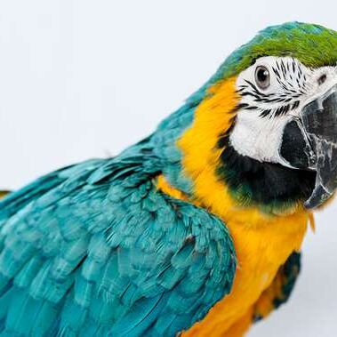 एक तोते के मर्डर के जुर्म में महिला को जेल, बड़ा अजीबोगरीब है मामला