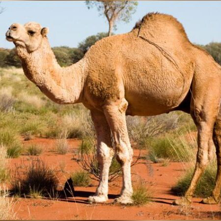 ऊंटनी के दूध को इसलिए कहा जाता है सफेद सोना