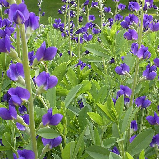 नील से न सिर्फ कपड़े चमकते हैं बल्कि किस्मत भी बदलती है, जानिए कैसे