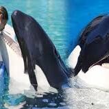 ये किलर व्हेल, बोल सकती है, इंसानों की तरह...