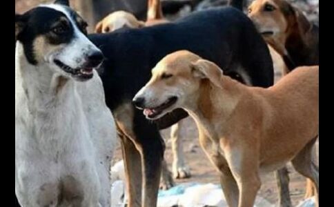 कोलकाता में सच हुई कौआ बिरयानीः शहर के कुछ रेस्टोरेंट्स बेच रहे कुत्ते-बिल्ली का मीट