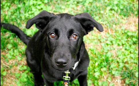 वास्तु के अनुसार कुत्ता पालने के फायदे जान दंग रह जाएंगे आप