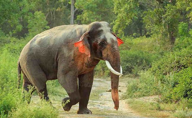 इस अद्भुत हाथी के हैं लाल कान, खासियत जानेंगे तो रह जाएंगे दंग