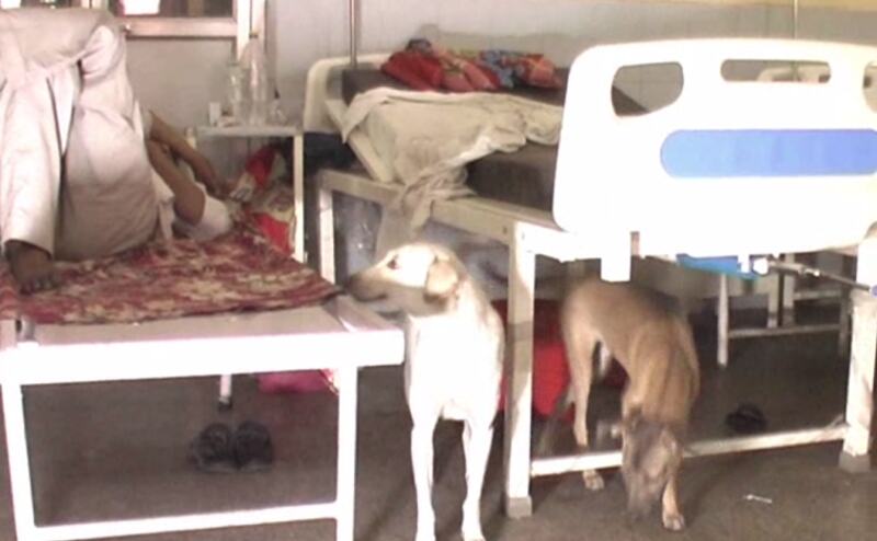 इस अस्पताल में इंसान नहीं बल्कि कुत्ते करते हैं मरीजों का इलाज इस अस्पताल में इंसान नहीं बल्कि कुत्ते करते हैं मरीजों का इलाज
