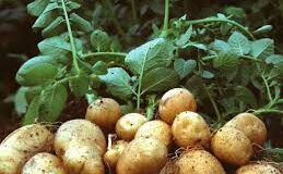 अब हवा में आलू उगाएगा बिहार; शोध सफल, ग्रीन हाउस भी तैयार