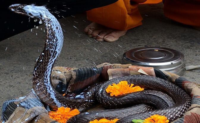 नाग पंचमी: जानिए, कितना सुरक्षित हैं आपका घर और आपके बच्चे... नाग पंचमी: जानिए, कितना सुरक्षित हैं आपका घर और आपके बच्चे...