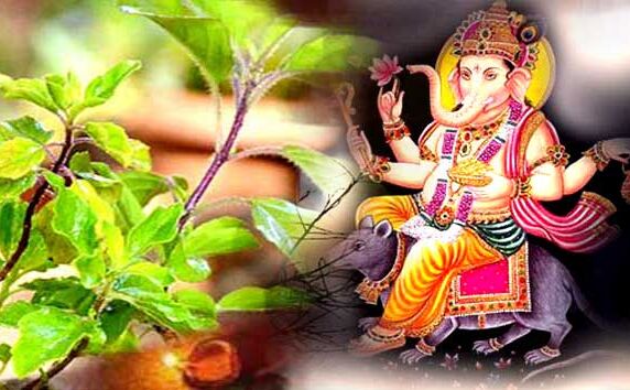 इस वजह से पूजा में गणेश भगवान को नहीं चढ़ाई जाती तुलसी इस वजह से पूजा में गणेश भगवान को नहीं चढ़ाई जाती तुलसी