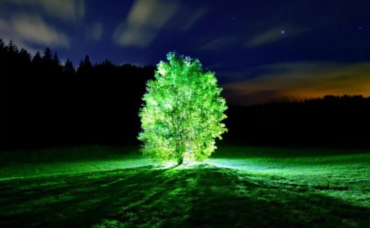 इस शख्स ने किया दुनिया का सबसे बड़ा चमत्कार, पौधों से बना दी बिजली