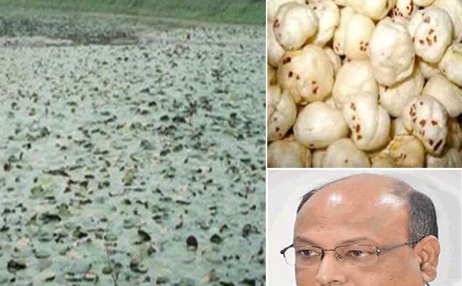 बिहार से मखाना की खेती सीखेंगे पड़ोसी देश, पूर्णिया में होती है पढ़ाई