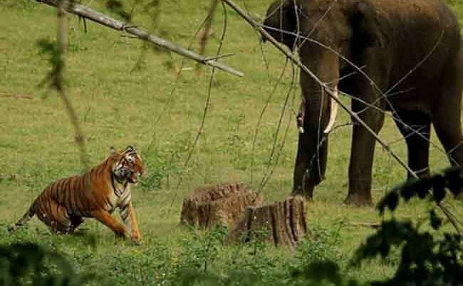 बाघ और हाथियों के बीच चल रहा संघर्ष: जिम कॉर्बेट