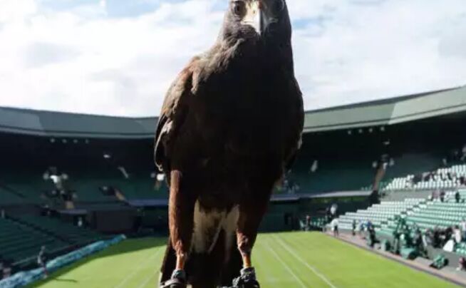 ये बाज़ पुरे 10 साल से Wimbledon कोर्ट की कर रहा है निगरानी