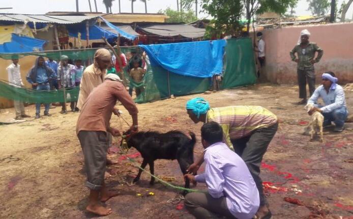 इस मंदिर में बकरे की बलि देने पर नहीं होती बकरे की मौत, वजह जान दंग रह जाएंगे