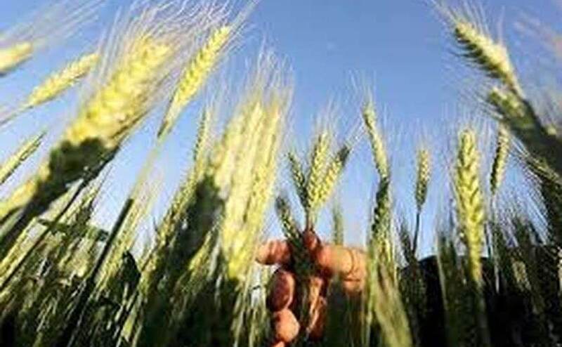 बिहार : औने-पौने दाम पर गेहूं बेचने को मजबूर हैं किसान