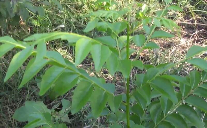 मिलेगा जबरदस्त लाभ, घर में ले आएं इनमें से कोई भी 1 पौधा