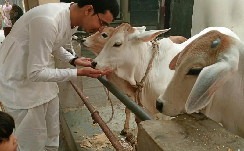 गौ माता के लिए रखे जाने वाले सभी व्रत और उनसे होने वाले लाभ गौ माता के लिए रखे जाने वाले सभी व्रत और उनसे होने वाले लाभ