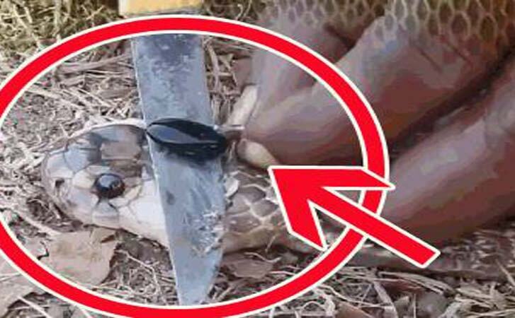 इस तरह 10 सेकेंड में पहचानें सांप के पास नागमणि है या नहीं और सांप इसे छिपाकर कहां रखता है... इस तरह 10 सेकेंड में पहचानें सांप के पास नागमणि है या नहीं और सांप इसे छिपाकर कहां रखता है...