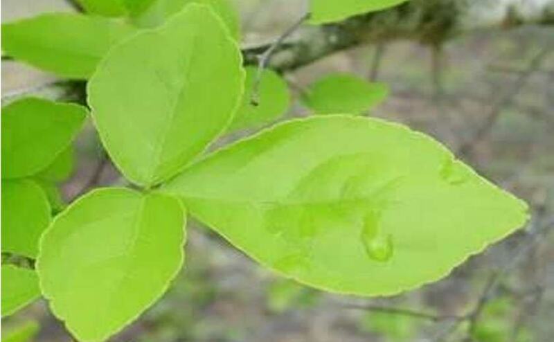 बेलपत्र तोड़ते समय रखा इन बातों का ख्याल तो हो जाओगे मालामाल बेलपत्र तोड़ते समय रखा इन बातों का ख्याल तो हो जाओगे मालामाल