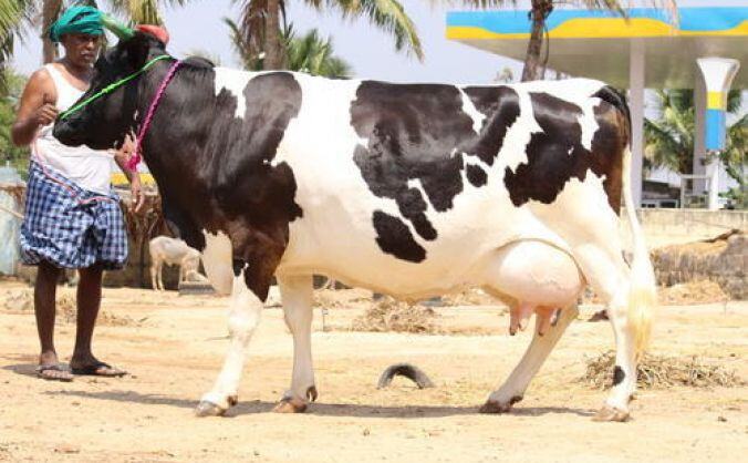 ये है 22 करोड़ की गाय, देती है इतना दूध की टेंकर भर जाए