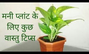 वास्तु शास्त्र: इन बातों का रखें ध्यान, वरना नहीं मिलेगा मनी प्लांट का लाभ... वास्तु शास्त्र: इन बातों का रखें ध्यान, वरना नहीं मिलेगा मनी प्लांट का लाभ...