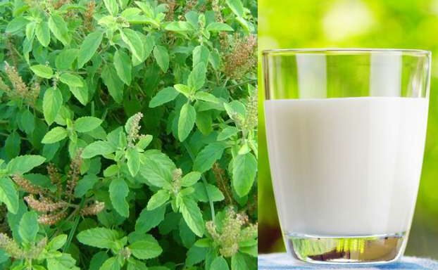 दूध में तुलसी के पत्ते मिलाकर पीने से इन बीमारियों से मिलेगा तुरंत छुटकारा