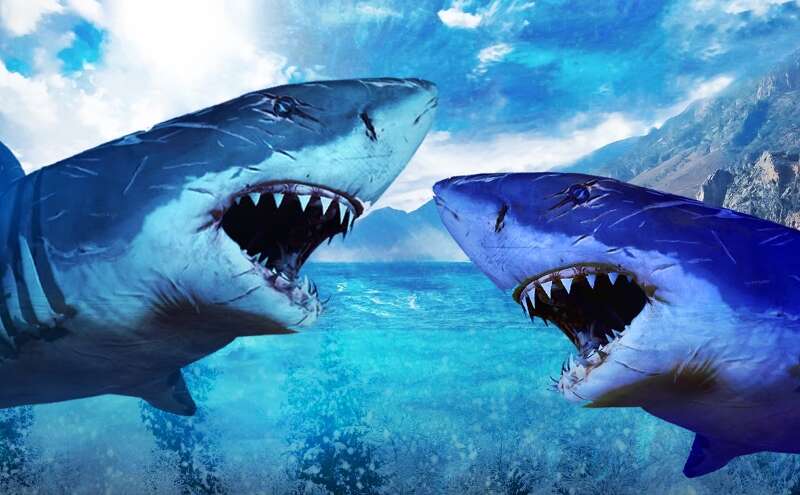 आखिर क्‍यों 10 मिनट तक एक शॉर्क, मछुआरे की नाव को धक्‍का देती रही