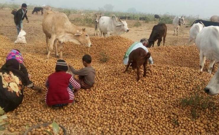 20 पैसे प्रति किलो पहुंचा आलू का दाम, लागत न निकलने से सड़क पर फेंक रहे किसान