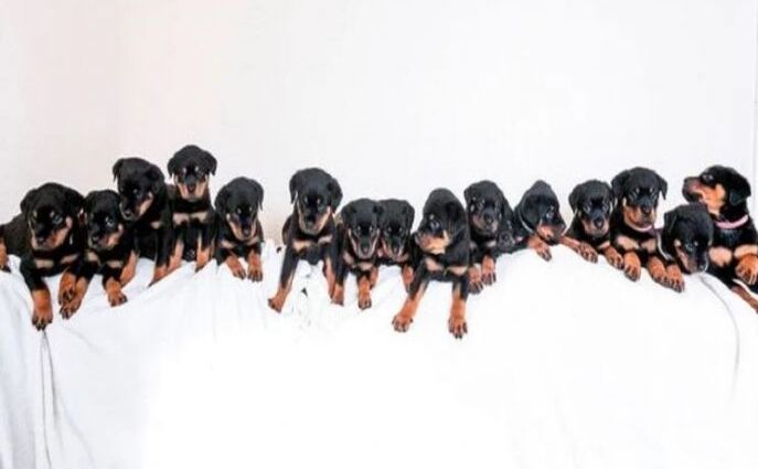 कुतिया ने एक साथ दिया 16 बच्चों को जन्म, भारी परेशानी मालिक को झेलनी पड़ रही... कुतिया ने एक साथ दिया 16 बच्चों को जन्म, भारी परेशानी मालिक को झेलनी पड़ रही...