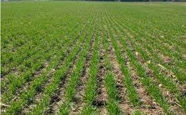 खेती के लिए खरीदनी है जमीन तो SBI की इस स्कीम का उठाएं फायदा