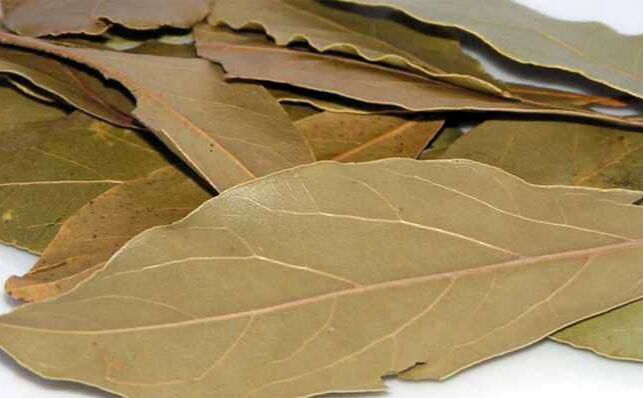 मानसिक तनाव को दूर करता है तेजपत्ता