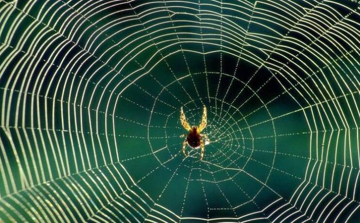 घर में मकड़ी का जाला माना जाता है अशुभ, हमेशा होती है धन की हानि