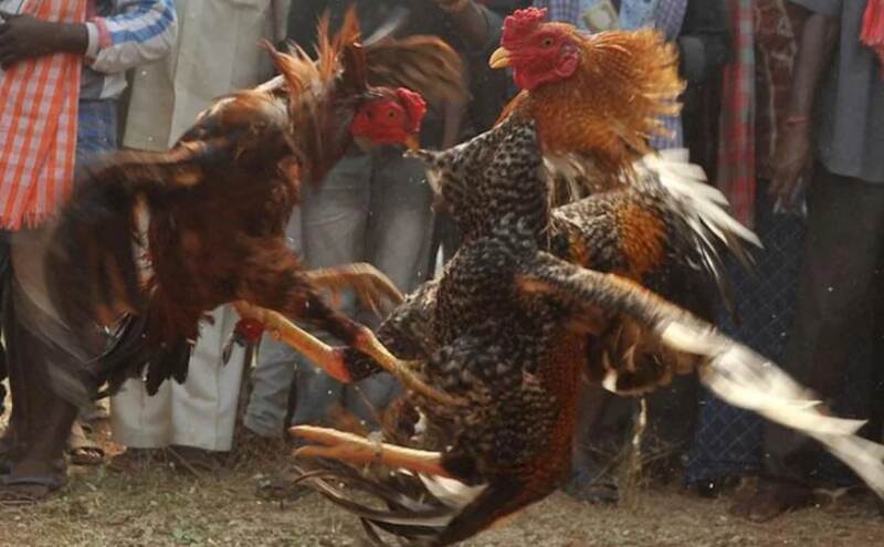 HC के बैन के बावजूद आंध्र प्रदेश में कराई जा रही मुर्गों की लड़ाई