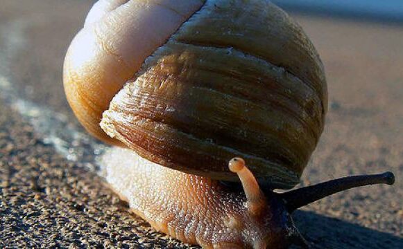 जलवायु परिवर्तन के कारण समुद्री घोंघों का जिंदा रहना हुआ मुश्किल, खोल पर पड़ रहा असर