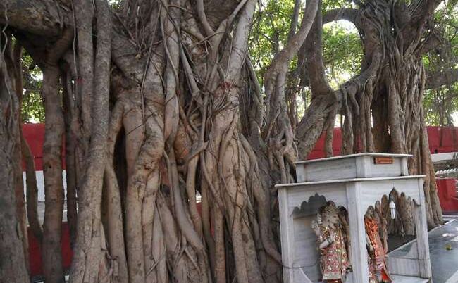 अक्षयवट दर्शन और परिक्रमा करेंगे सीएम योगी, सरस्वती कूप में होगी मूर्ति की प्राण प्रतिष्ठा