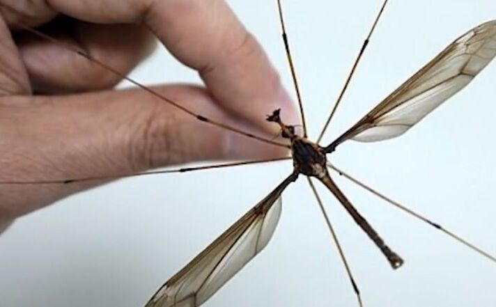 मकड़ी जैसा दिखता है ये मच्छर, जानिए कितना बड़ा है आकार... मकड़ी जैसा दिखता है ये मच्छर, जानिए कितना बड़ा है आकार...
