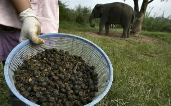 कहीं आपने हाथी की पोट्टी वाली कॉफी तो नहीं पी ली?