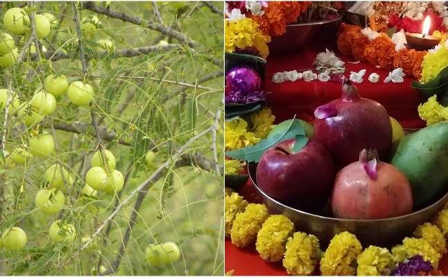 इसलिए की जाती है आंवले के पेड़ की पूजा