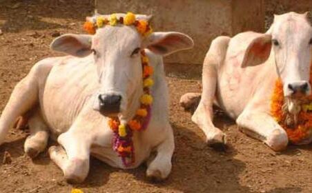 बुलंदशहर हिंसा- आपको केवल 2 लोगों की मौत की चिंता, 21 गायों की नहीं