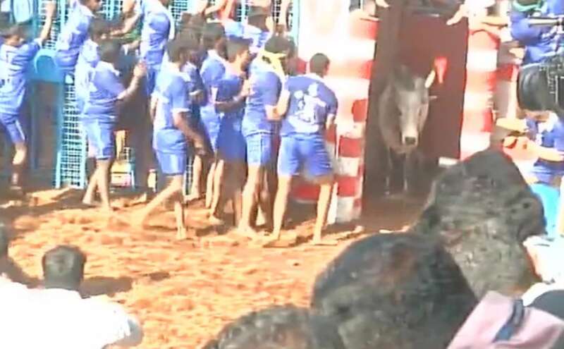 दक्षिण भारत में पोंगल फेस्टिवल की धूम, तमिलनाडु में जल्लीकट्टू का आयोजन