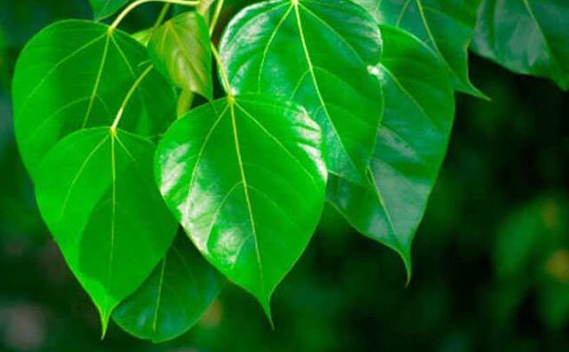 वास्तु ही नहीं वैज्ञानिक दृष्टि से भी इन पौधों को लगाना होगा फायदेमंद