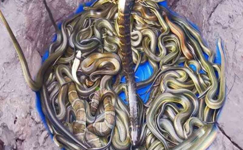 एक सांप को मारा तो आ गई पूरी फौज, गिनते-गिनते दहशत के मारे बेहोश हुए लोग