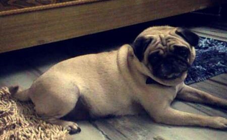 बीमार मालकिन के साथ एंबुलेस में बैठ कर अस्पताल पहुंचा उसका पालतू कुत्ता