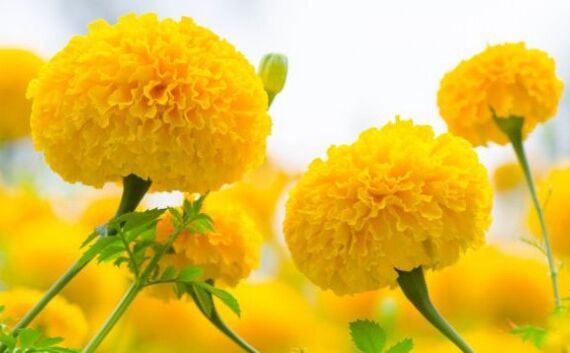 वसंत पंचमी 2018: देवी सरस्वती को बेहद प्रिय होती हैं ये 5 चीजें, जरूर करें अर्पित