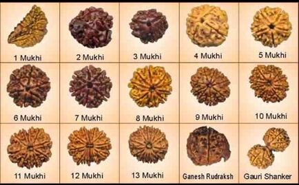करें असली और नकली रुद्राक्ष की पहचान करें असली और नकली रुद्राक्ष की पहचान